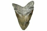 Serrated, Fossil Megalodon Tooth - North Carolina #348253-2